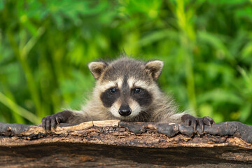 Raccoon (Procyon lotor) Looks Out Over Top of Log Summer