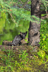 Soaking Wet Cross Fox Kit (Vulpes vulpes) Sits Next to Tree Summer