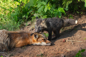 Naklejka na ściany i meble Red Fox (Vulpes vulpes) Kit Paws at Sleeping Adult Summer