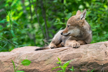 Coyote Pup (Canis latrans) Lies on Rock Looking Left Ears Back Summer