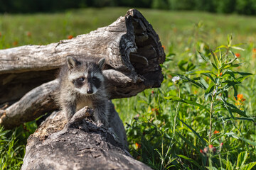 Raccoon (Procyon lotor) Stands on Log Summer