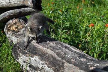 Raccoon (Procyon lotor) Walks Along Log Summer