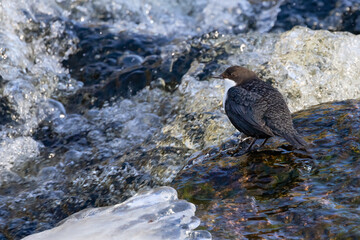 White-throated Dipper