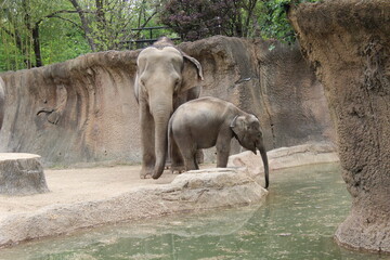 Elephants
