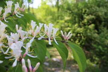 Honeysuckle
