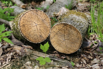 Split Logs