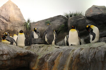 Penguins