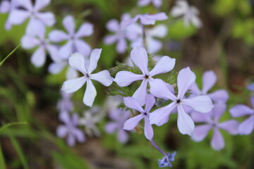 Purple Flowers