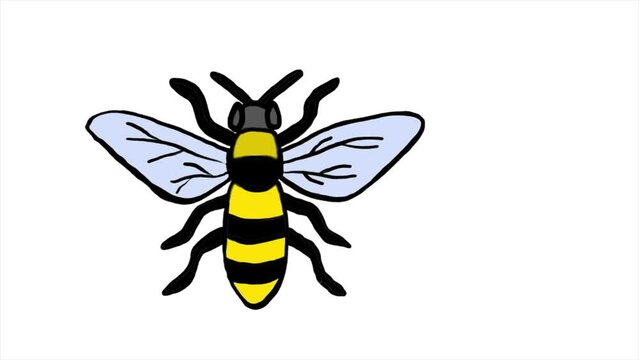 Honey Bee Doodle Animation Loop Over White Background Hand Drawn