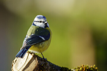 Mésange.