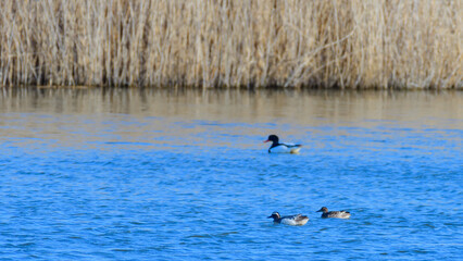 Fototapeta na wymiar Ducks swimming on the lake. Garganeys Spatula querquedula