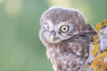 Little owl Athene noctua, in the habitat