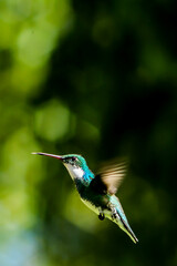 colibri volando con arboles de fondo tomando agua de un bebedero sacando la lengia © joaquin