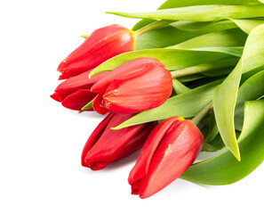 red tulips isolated on a white background