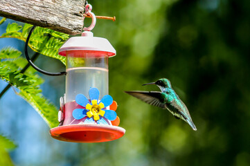 colibri volando con arboles de fondo tomando agua de un bebedero © joaquin