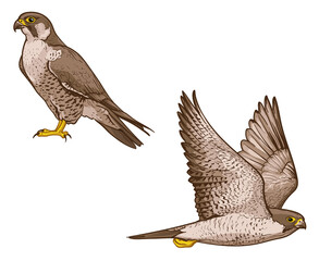 Vector illustration of a falcon. Two birds  isolated on a white background.