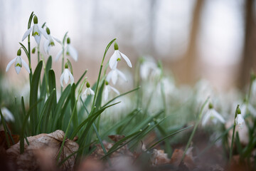 Common snowdrop galanthus nivalis in forest in spring with blurry background
