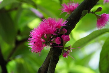 Malay rose apple (Syzygium malaccense) flower, Myrtaceae family, Amazon rainforest, Brazil