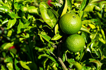 Two lemons on their plant