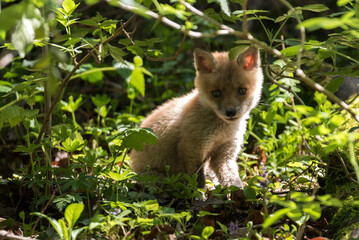 Red young fox cub. Vulpes vulpes