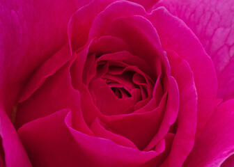 Pink Rose