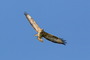 Buzzard in Flight