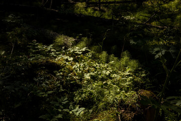 Obraz premium Sun-dappled forest floor covered in moss and plants