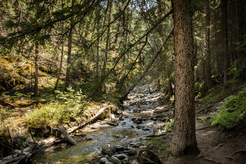 Beautiful creek running through a conifer forest in the rocky mountains