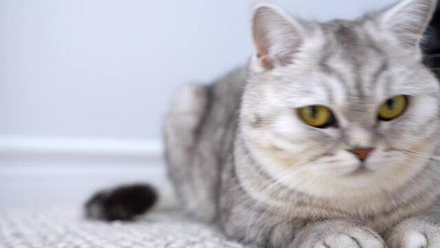 A cute short-haired light gray cat with bright yellow eyes, lying relaxed on the carpet, looking around. Sleepy and lazy mood. Close up