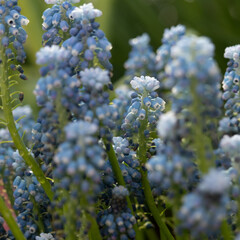 Delicate blue Muscari flowers. Spring postcard. Selective focus, soft focus
