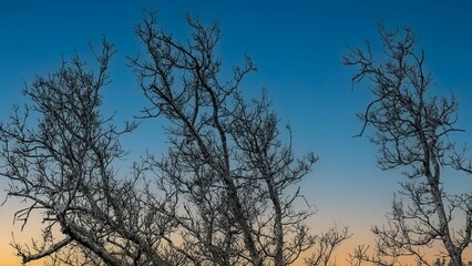 Obraz premium silhouette of tree