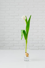 White tulip with a bulb in a transparent vase