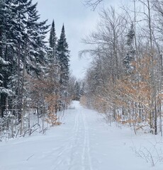 road in forest