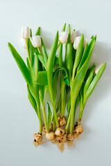 Tulips with bulbs for planting lie on white background