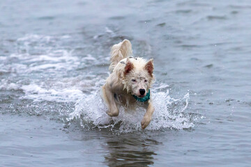 happy border collie dog playing in shallow ocean