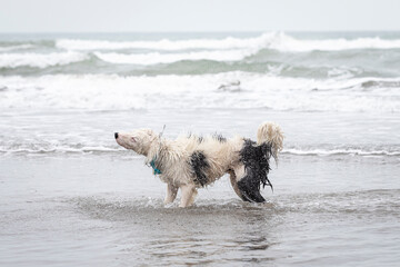 white collie dog shaking off water on the shore