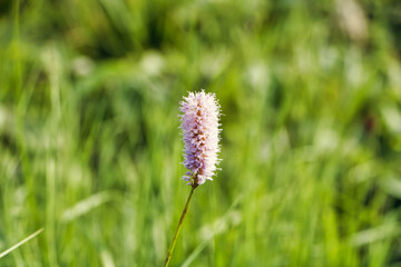 Schlangen Knöterich längliche rosa Blume 