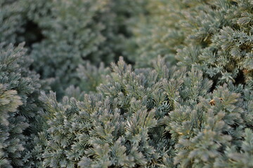 Juniper background, evergreen shrub by Helios lens, bokeh and soft focus, green background with space for text.