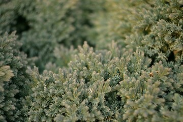 Juniper background, evergreen shrub by Helios lens, bokeh and soft focus, green background with space for text.