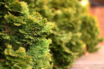 Thuja green branches background, green thuja hedge by Helios lens, soft focus and bokeh effect,...