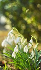 Blooming white snowdrops by helios lens, shiny bokeh effect, soft focus and bokeh flowers background of sunny spring garden.