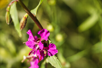 Clarkia unguiculata rosa Blume 