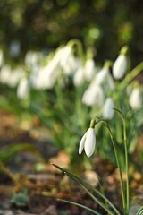 Blooming white snowdrops by helios lens, bokeh effect, soft focus and bokeh flowers background of spring garden.
