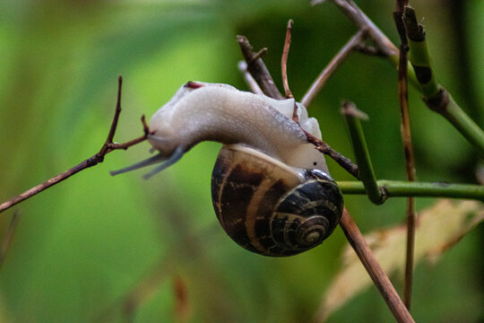 Schnecke macht Yoga