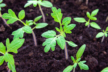 plant in soil