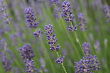 flowers blooming lavender lilac purple color close-up. Growing Medicinal Lavender Plants Lavender Oil