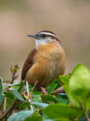 carolina wren perched in a bush