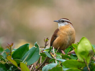 carolina wren perched in a bush