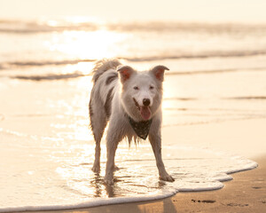 white border collie dog with bandana standing on the beach in golden light