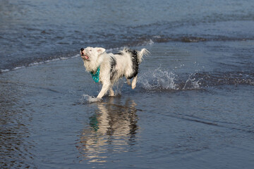happy almost white border collie dog running and playing on the beach